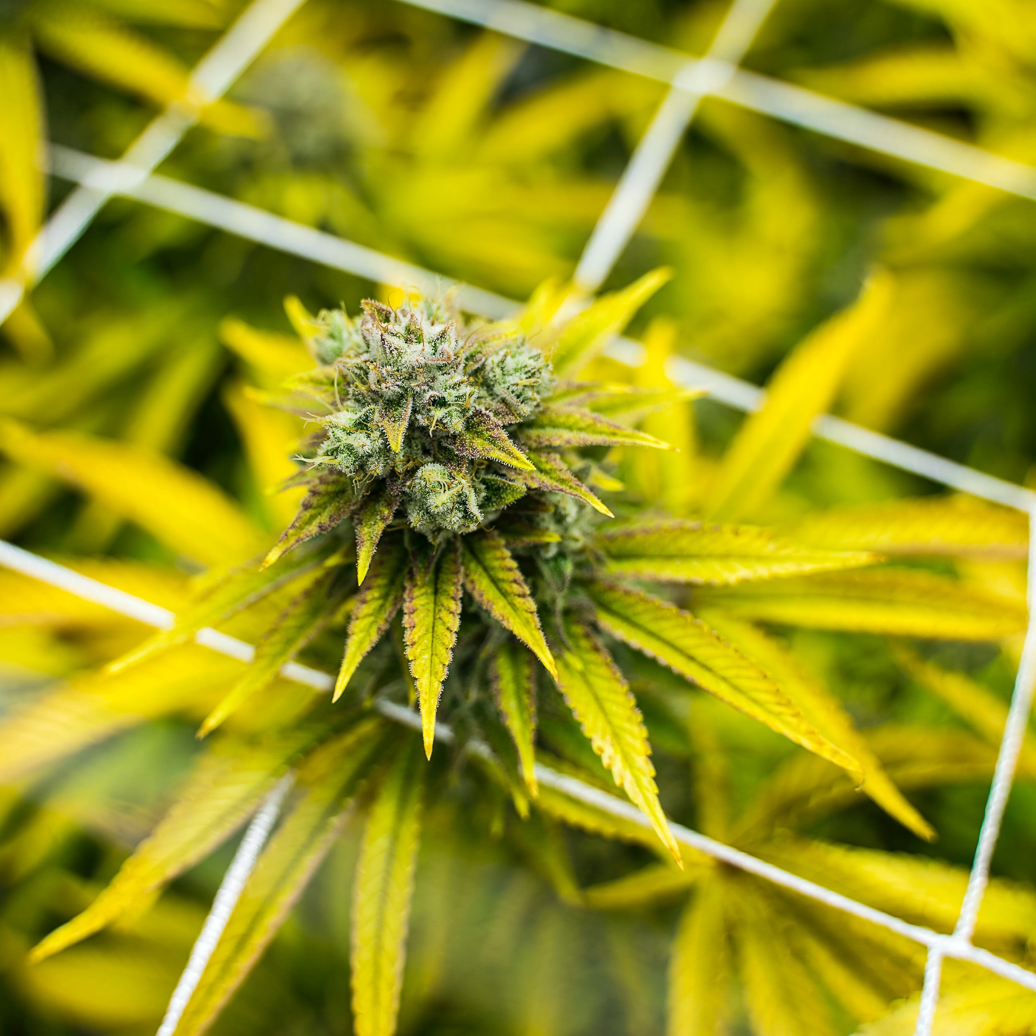 Beginnen met het kweken van je eerste wietplant